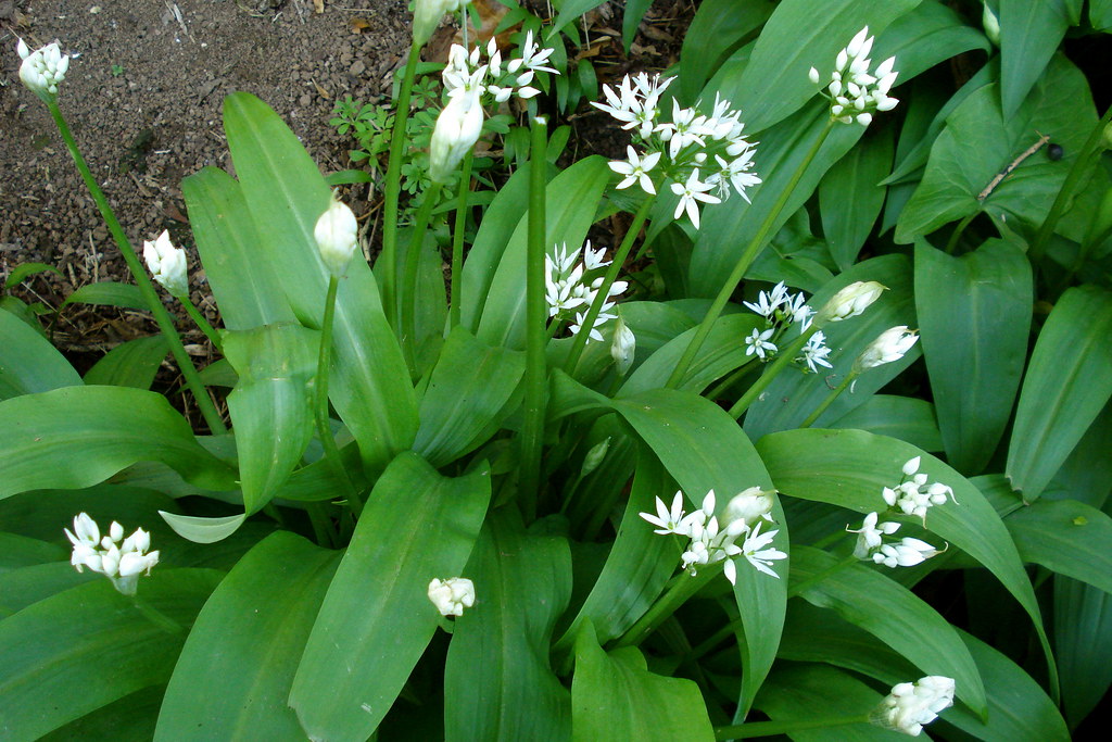 Wild Garlic
