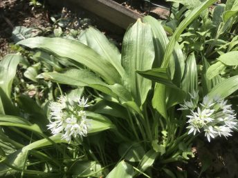 Wild Garlic